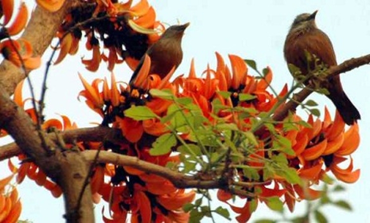 ফুল ফুটুক না ফুটুক আজ বসন্ত